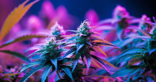 7 Unbeatable Strategies: How to Maximize Cannabis Yields and Thrive