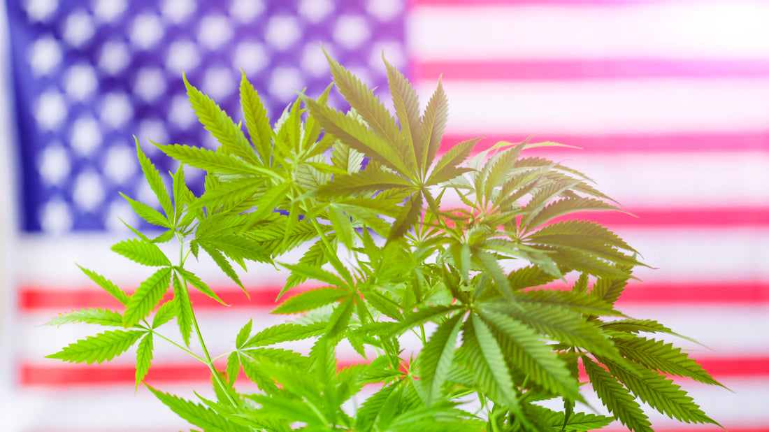 大麻种植的相关法律